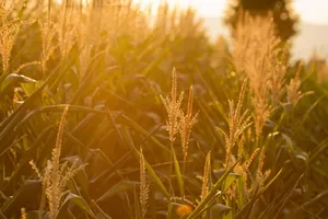 grain jigsaw puzzle