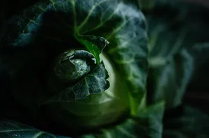 cabbage jigsaw puzzle
