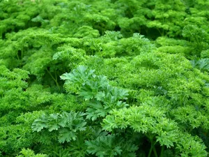 parsley jigsaw puzzle