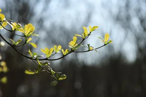 branches jigsaw puzzle