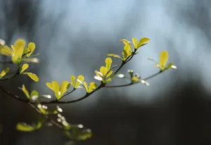 branches jigsaw puzzle