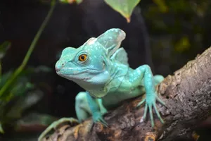 nature jigsaw puzzle