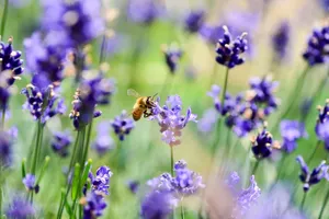 flowers jigsaw puzzle