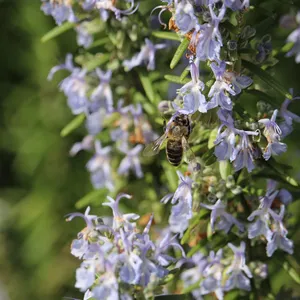 bee jigsaw puzzle