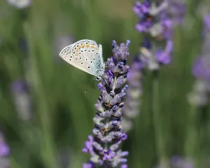 butterfly jigsaw puzzle