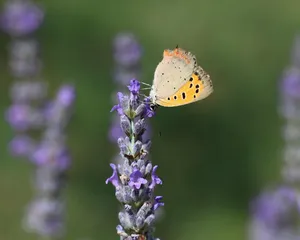 butterfly jigsaw puzzle