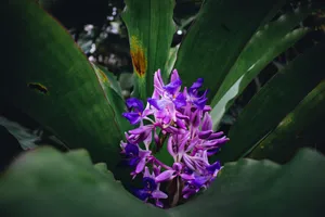 purple jigsaw puzzle