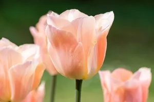tulip jigsaw puzzle