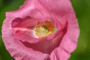 flower jigsaw puzzle