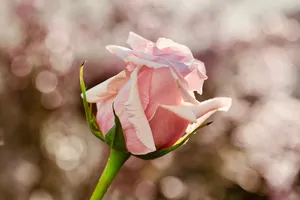 rose jigsaw puzzle