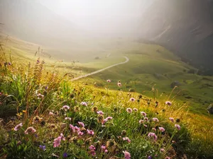 flowers jigsaw puzzle